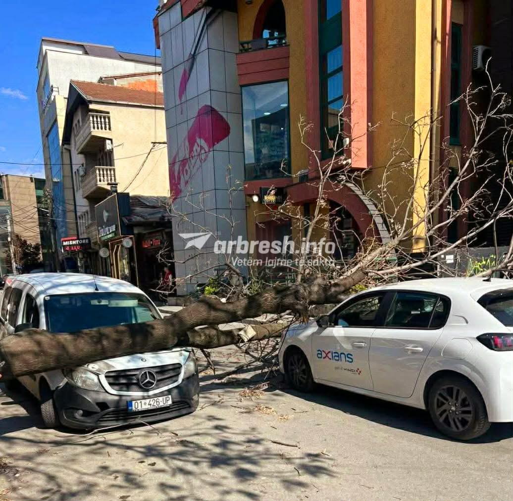 Rrëzohet një lis në lagjen  4 llullat  në kryeqytet  bie mbi dy vetura